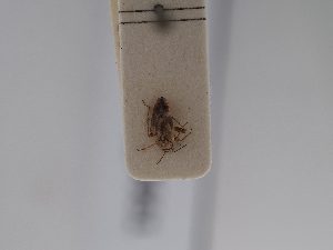  ( - BGE_ZSM_HET_0660)  @11 [ ] by-nc-sa (2024) SNSB, Staatliche Naturwissenschaftliche Sammlungen Bayerns ZSM (SNSB, Zoologische Staatssammlung Muenchen)