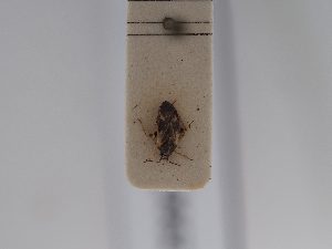  ( - BGE_ZSM_HET_0661)  @11 [ ] by-nc-sa (2024) SNSB, Staatliche Naturwissenschaftliche Sammlungen Bayerns ZSM (SNSB, Zoologische Staatssammlung Muenchen)