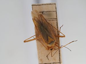  ( - BGE_ZSM_HET_0667)  @11 [ ] by-nc-sa (2024) SNSB, Staatliche Naturwissenschaftliche Sammlungen Bayerns ZSM (SNSB, Zoologische Staatssammlung Muenchen)