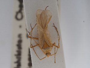  ( - BGE_ZSM_HET_0668)  @11 [ ] by-nc-sa (2024) SNSB, Staatliche Naturwissenschaftliche Sammlungen Bayerns ZSM (SNSB, Zoologische Staatssammlung Muenchen)