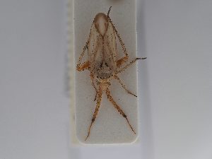  ( - BGE_ZSM_HET_0672)  @11 [ ] by-nc-sa (2024) SNSB, Staatliche Naturwissenschaftliche Sammlungen Bayerns ZSM (SNSB, Zoologische Staatssammlung Muenchen)