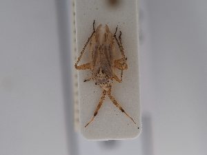  ( - BGE_ZSM_HET_0673)  @11 [ ] by-nc-sa (2024) SNSB, Staatliche Naturwissenschaftliche Sammlungen Bayerns ZSM (SNSB, Zoologische Staatssammlung Muenchen)