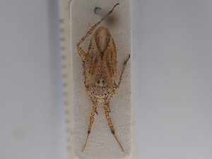  ( - BGE_ZSM_HET_0674)  @11 [ ] by-nc-sa (2024) SNSB, Staatliche Naturwissenschaftliche Sammlungen Bayerns ZSM (SNSB, Zoologische Staatssammlung Muenchen)