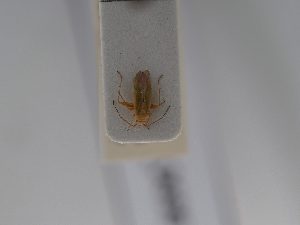  ( - BGE_ZSM_HET_0699)  @11 [ ] by-nc-sa (2024) SNSB, Staatliche Naturwissenschaftliche Sammlungen Bayerns ZSM (SNSB, Zoologische Staatssammlung Muenchen)
