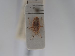  ( - BGE_ZSM_HET_0701)  @11 [ ] by-nc-sa (2024) SNSB, Staatliche Naturwissenschaftliche Sammlungen Bayerns ZSM (SNSB, Zoologische Staatssammlung Muenchen)