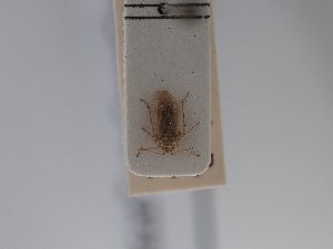 ( - BGE_ZSM_HET_0731)  @11 [ ] by-nc-sa (2024) SNSB, Staatliche Naturwissenschaftliche Sammlungen Bayerns ZSM (SNSB, Zoologische Staatssammlung Muenchen)