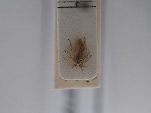  ( - BGE_ZSM_HET_0732)  @11 [ ] by-nc-sa (2024) SNSB, Staatliche Naturwissenschaftliche Sammlungen Bayerns ZSM (SNSB, Zoologische Staatssammlung Muenchen)