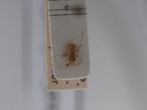  ( - BGE_ZSM_HET_0733)  @11 [ ] by-nc-sa (2024) SNSB, Staatliche Naturwissenschaftliche Sammlungen Bayerns ZSM (SNSB, Zoologische Staatssammlung Muenchen)