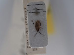  (Parahypsitylus - BGE_ZSM_HET_0734)  @11 [ ] by-nc-sa (2024) SNSB, Staatliche Naturwissenschaftliche Sammlungen Bayerns ZSM (SNSB, Zoologische Staatssammlung Muenchen)