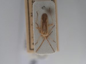  (Paravoruchia - BGE_ZSM_HET_0740)  @11 [ ] by-nc-sa (2024) SNSB, Staatliche Naturwissenschaftliche Sammlungen Bayerns ZSM (SNSB, Zoologische Staatssammlung Muenchen)