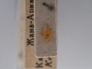  ( - BGE_ZSM_HET_0742)  @11 [ ] by-nc-sa (2024) SNSB, Staatliche Naturwissenschaftliche Sammlungen Bayerns ZSM (SNSB, Zoologische Staatssammlung Muenchen)