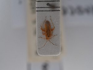  (Paredrocoris - BGE_ZSM_HET_0744)  @11 [ ] by-nc-sa (2024) SNSB, Staatliche Naturwissenschaftliche Sammlungen Bayerns ZSM (SNSB, Zoologische Staatssammlung Muenchen)