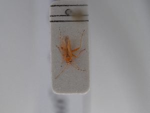  ( - BGE_ZSM_HET_0745)  @11 [ ] by-nc-sa (2024) SNSB, Staatliche Naturwissenschaftliche Sammlungen Bayerns ZSM (SNSB, Zoologische Staatssammlung Muenchen)