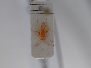  ( - BGE_ZSM_HET_0746)  @11 [ ] by-nc-sa (2024) SNSB, Staatliche Naturwissenschaftliche Sammlungen Bayerns ZSM (SNSB, Zoologische Staatssammlung Muenchen)