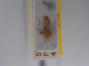  ( - BGE_ZSM_HET_0748)  @11 [ ] by-nc-sa (2024) SNSB, Staatliche Naturwissenschaftliche Sammlungen Bayerns ZSM (SNSB, Zoologische Staatssammlung Muenchen)