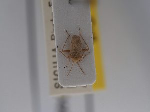  ( - BGE_ZSM_HET_0749)  @11 [ ] by-nc-sa (2024) SNSB, Staatliche Naturwissenschaftliche Sammlungen Bayerns ZSM (SNSB, Zoologische Staatssammlung Muenchen)