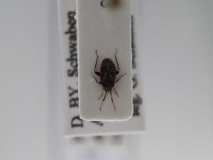  ( - BGE_ZSM_HET_0750)  @11 [ ] by-nc-sa (2024) SNSB, Staatliche Naturwissenschaftliche Sammlungen Bayerns ZSM (SNSB, Zoologische Staatssammlung Muenchen)