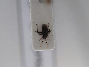  ( - BGE_ZSM_HET_0751)  @11 [ ] by-nc-sa (2024) SNSB, Staatliche Naturwissenschaftliche Sammlungen Bayerns ZSM (SNSB, Zoologische Staatssammlung Muenchen)