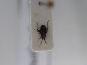  ( - BGE_ZSM_HET_0752)  @11 [ ] by-nc-sa (2024) SNSB, Staatliche Naturwissenschaftliche Sammlungen Bayerns ZSM (SNSB, Zoologische Staatssammlung Muenchen)