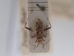  ( - BGE_ZSM_HET_0753)  @11 [ ] by-nc-sa (2024) SNSB, Staatliche Naturwissenschaftliche Sammlungen Bayerns ZSM (SNSB, Zoologische Staatssammlung Muenchen)