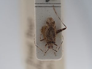  (Phytocoris juniperi - BGE_ZSM_HET_0754)  @11 [ ] by-nc-sa (2024) SNSB, Staatliche Naturwissenschaftliche Sammlungen Bayerns ZSM (SNSB, Zoologische Staatssammlung Muenchen)