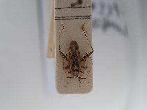  (Phytocoris obliquus - BGE_ZSM_HET_0756)  @11 [ ] by-nc-sa (2024) SNSB, Staatliche Naturwissenschaftliche Sammlungen Bayerns ZSM (SNSB, Zoologische Staatssammlung Muenchen)