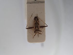  ( - BGE_ZSM_HET_0757)  @11 [ ] by-nc-sa (2024) SNSB, Staatliche Naturwissenschaftliche Sammlungen Bayerns ZSM (SNSB, Zoologische Staatssammlung Muenchen)