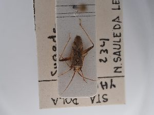  (Phytocoris salsolae - BGE_ZSM_HET_0758)  @11 [ ] by-nc-sa (2024) SNSB, Staatliche Naturwissenschaftliche Sammlungen Bayerns ZSM (SNSB, Zoologische Staatssammlung Muenchen)