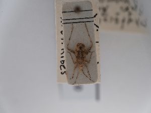  (Phytocoris buxi - BGE_ZSM_HET_0760)  @11 [ ] by-nc-sa (2025) SNSB, Staatliche Naturwissenschaftliche Sammlungen Bayerns ZSM (SNSB, Zoologische Staatssammlung Muenchen)