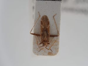  (Phytocoris minor - BGE_ZSM_HET_0761)  @11 [ ] by-nc-sa (2025) SNSB, Staatliche Naturwissenschaftliche Sammlungen Bayerns ZSM (SNSB, Zoologische Staatssammlung Muenchen)