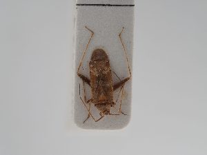  ( - BGE_ZSM_HET_0762)  @11 [ ] by-nc-sa (2025) SNSB, Staatliche Naturwissenschaftliche Sammlungen Bayerns ZSM (SNSB, Zoologische Staatssammlung Muenchen)
