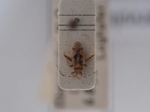  (Phytocoris parvulus - BGE_ZSM_HET_0763)  @11 [ ] by-nc-sa (2025) SNSB, Staatliche Naturwissenschaftliche Sammlungen Bayerns ZSM (SNSB, Zoologische Staatssammlung Muenchen)