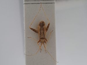  (Phytocoris exoletus - BGE_ZSM_HET_0767)  @11 [ ] by-nc-sa (2025) SNSB, Staatliche Naturwissenschaftliche Sammlungen Bayerns ZSM (SNSB, Zoologische Staatssammlung Muenchen)