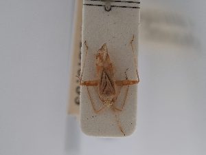  ( - BGE_ZSM_HET_0768)  @11 [ ] by-nc-sa (2025) SNSB, Staatliche Naturwissenschaftliche Sammlungen Bayerns ZSM (SNSB, Zoologische Staatssammlung Muenchen)