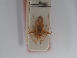  (Phytocoris flammula - BGE_ZSM_HET_0769)  @11 [ ] by-nc-sa (2025) SNSB, Staatliche Naturwissenschaftliche Sammlungen Bayerns ZSM (SNSB, Zoologische Staatssammlung Muenchen)