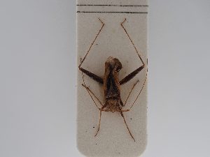  ( - BGE_ZSM_HET_0770)  @11 [ ] by-nc-sa (2025) SNSB, Staatliche Naturwissenschaftliche Sammlungen Bayerns ZSM (SNSB, Zoologische Staatssammlung Muenchen)