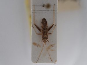  (Phytocoris jordani - BGE_ZSM_HET_0771)  @11 [ ] by-nc-sa (2025) SNSB, Staatliche Naturwissenschaftliche Sammlungen Bayerns ZSM (SNSB, Zoologische Staatssammlung Muenchen)