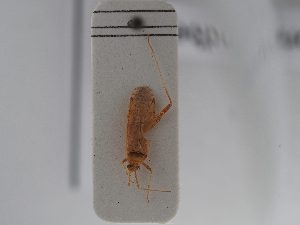  (Phytocoris lindbergi - BGE_ZSM_HET_0772)  @11 [ ] by-nc-sa (2025) SNSB, Staatliche Naturwissenschaftliche Sammlungen Bayerns ZSM (SNSB, Zoologische Staatssammlung Muenchen)