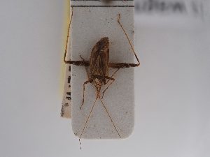  (Phytocoris wagneri - BGE_ZSM_HET_0777)  @11 [ ] by-nc-sa (2025) SNSB, Staatliche Naturwissenschaftliche Sammlungen Bayerns ZSM (SNSB, Zoologische Staatssammlung Muenchen)
