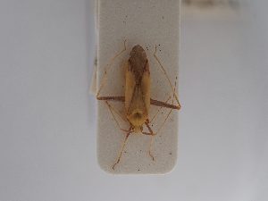  (Phytocoris ustulatus - BGE_ZSM_HET_0779)  @11 [ ] by-nc-sa (2025) SNSB, Staatliche Naturwissenschaftliche Sammlungen Bayerns ZSM (SNSB, Zoologische Staatssammlung Muenchen)
