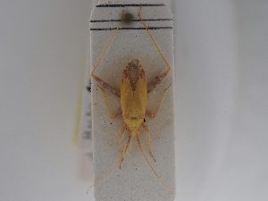  ( - BGE_ZSM_HET_0780)  @11 [ ] by-nc-sa (2025) SNSB, Staatliche Naturwissenschaftliche Sammlungen Bayerns ZSM (SNSB, Zoologische Staatssammlung Muenchen)