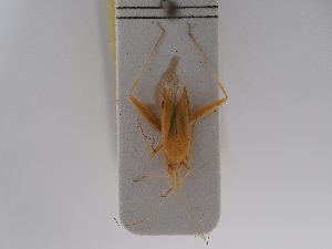  ( - BGE_ZSM_HET_0782)  @11 [ ] by-nc-sa (2025) SNSB, Staatliche Naturwissenschaftliche Sammlungen Bayerns ZSM (SNSB, Zoologische Staatssammlung Muenchen)