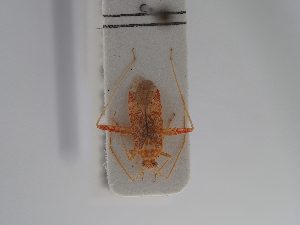  (Phytocoris meridionalis - BGE_ZSM_HET_0787)  @11 [ ] by-nc-sa (2025) SNSB, Staatliche Naturwissenschaftliche Sammlungen Bayerns ZSM (SNSB, Zoologische Staatssammlung Muenchen)