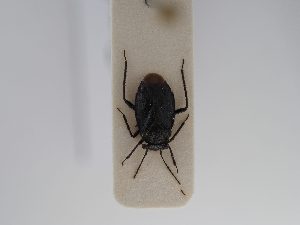  ( - BGE_ZSM_HET_0791)  @11 [ ] by-nc-sa (2025) SNSB, Staatliche Naturwissenschaftliche Sammlungen Bayerns ZSM (SNSB, Zoologische Staatssammlung Muenchen)