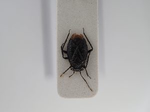  ( - BGE_ZSM_HET_0792)  @11 [ ] by-nc-sa (2025) SNSB, Staatliche Naturwissenschaftliche Sammlungen Bayerns ZSM (SNSB, Zoologische Staatssammlung Muenchen)