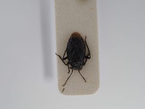  ( - BGE_ZSM_HET_0793)  @11 [ ] by-nc-sa (2025) SNSB, Staatliche Naturwissenschaftliche Sammlungen Bayerns ZSM (SNSB, Zoologische Staatssammlung Muenchen)