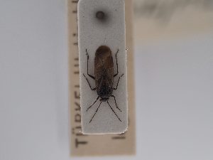  (Piezocranum simulans - BGE_ZSM_HET_0794)  @11 [ ] by-nc-sa (2025) SNSB, Staatliche Naturwissenschaftliche Sammlungen Bayerns ZSM (SNSB, Zoologische Staatssammlung Muenchen)
