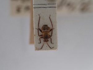  (Pilophorus gallicus - BGE_ZSM_HET_0797)  @11 [ ] by-nc-sa (2025) SNSB, Staatliche Naturwissenschaftliche Sammlungen Bayerns ZSM (SNSB, Zoologische Staatssammlung Muenchen)