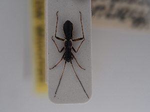  (Pithanus marshalli - BGE_ZSM_HET_0798)  @11 [ ] by-nc-sa (2025) SNSB, Staatliche Naturwissenschaftliche Sammlungen Bayerns ZSM (SNSB, Zoologische Staatssammlung Muenchen)