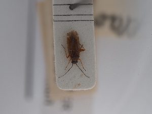  (Plagiognathus flavipes - BGE_ZSM_HET_0801)  @11 [ ] by-nc-sa (2025) SNSB, Staatliche Naturwissenschaftliche Sammlungen Bayerns ZSM (SNSB, Zoologische Staatssammlung Muenchen)